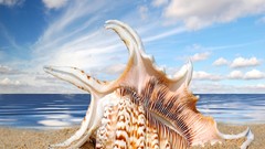 Sand clouds shells seashells