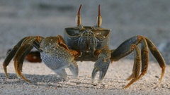 Sand crab