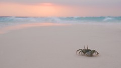 Sand crabs