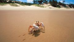 Sand crabs Beaches