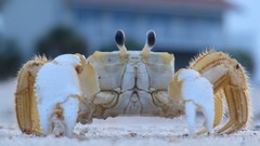 Sand crabs Beaches ocean