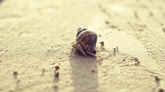 Sand crabs Beaches seashells