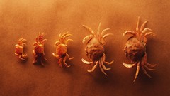 Sand crabs crustacean