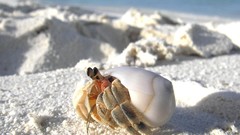 Sand crabs Maldives seashells depth of field