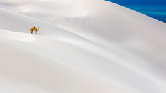 Sand deserts Dune 1984