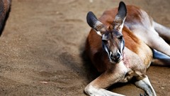 Sand deserts multiscreen kangaroos