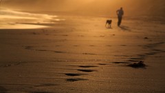 Sand Dogs Beaches sunlight blurred background depth of field