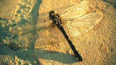 Sand Dragonflies
