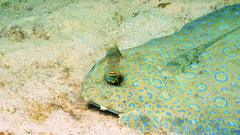 Sand fish underwater Aquarium