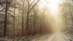 Sand fog Trees roads