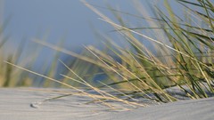 Sand grass