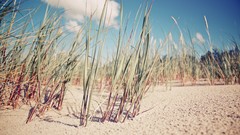 Sand grass