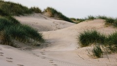 Sand grass dunes