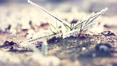 sand grass frost winter nature cold Plants