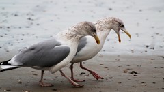 Sand nature Animals Birds seagulls