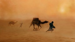 Sand nature Animals India Camels deserts