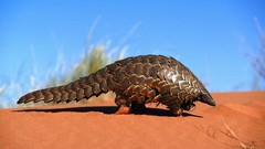 Sand nature Animals pangolin