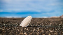 Sand nature Beaches bokeh seashells depth of field
