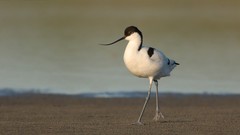 Sand nature Birds Avocets