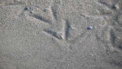 Sand nature Birds footprint
