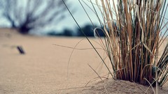 Sand nature grass blue