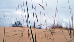 Sand nature grass blue skyscapes