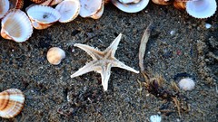 Sand nature Greece shells starfish Beaches outdoors