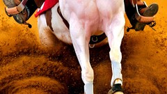 Sand nature Horses national geographic