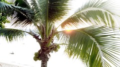 Sand nature palm trees Mike Dowson