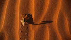 Sand nature scorpions deserts