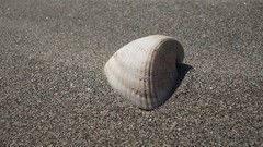 Sand nature seashells