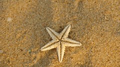 Sand nature starfish