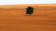 Sand nature Trees deserts