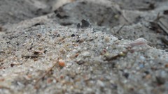 Sand nature Trees water sunny lakes forests