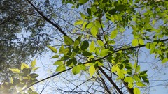 Sand nature Trees water sunny lakes forests