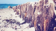 Sand nature wall Wood Beaches the wall