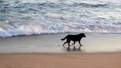 Sand ocean Dogs Beaches
