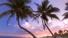 Sand palm trees Beaches