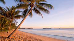 Sand palm trees Beaches