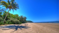 Sand palm trees Beaches