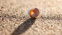 Sand pebbles bokeh seashells