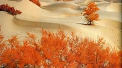 Sand red Plants nature