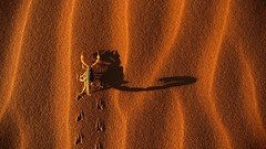 Sand scorpions deserts