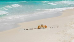 Sand Sea Animals coast crabs Beaches crustacean