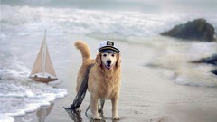 Sand Sea Animals ocean Dogs Boats hats Navy sailor rocks 