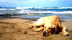 Sand Sea Dogs Beaches labrador retriever
