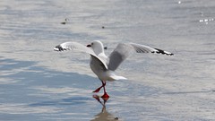 Sand Sea nature Animals blue red white Birds flying Beaches 
