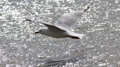 Sand Sea nature Animals blue red white Birds flying Beaches 