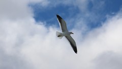 Sand Sea nature Animals blue red white Birds flying Beaches 