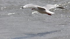 Sand Sea nature Animals blue red white Birds flying Beaches 